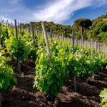 Serafica Top Experience: Wine & Olive Oil Tasting - Exploring the Vineyard and Its Stunning Panoramas