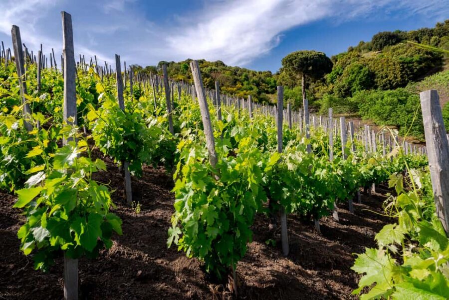 Serafica Top Experience: Wine & Olive Oil Tasting - Exploring the Vineyard and Its Stunning Panoramas