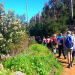 Serra D'Água Valley - Levada Walk - Exploring the Flora, Fauna, and Natural Beauty