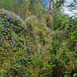 Serra de Monchique: Jeep tour with picnic included - The Charm of Caldas de Monchique and Its Thermal Springs