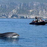 Sesimbra: Dolphin watching with marine biologist - The Unique Setting of Sesimbra’s Marine Habitat