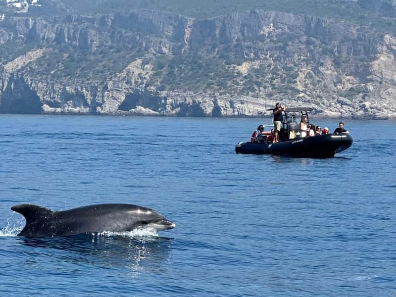 Sesimbra: Dolphin watching with marine biologist - The Unique Setting of Sesimbra’s Marine Habitat