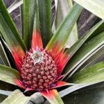 Sete Cidades & Fire Lake: Full-Day Tour with Pineapple plant - Exploring São Miguel’s Volcanoes and Lakes