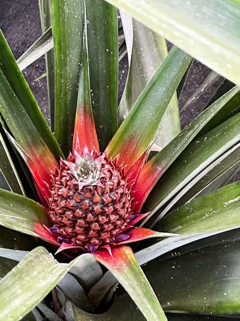 Sete Cidades & Fire Lake: Full-Day Tour with Pineapple plant - Exploring São Miguel’s Volcanoes and Lakes