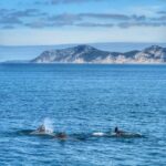 Setúbal: Dolphin Watching Tour - Departure Point at the Fishing Harbours Clock Tower