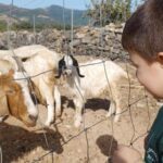 Seulo: Farm Tour with Local Product Tasting - Introducing the Farm and Its Animals