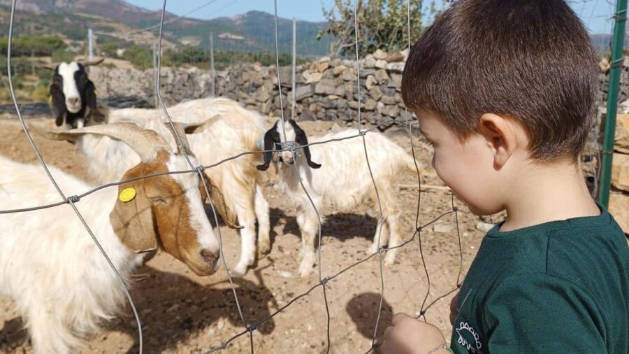 Seulo: Farm Tour with Local Product Tasting - Introducing the Farm and Its Animals