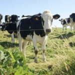 Seven Cities and Lagoa do Fogo Full-Day Tour - Discovering Ribeira Grande’s Charm and Historical Architecture