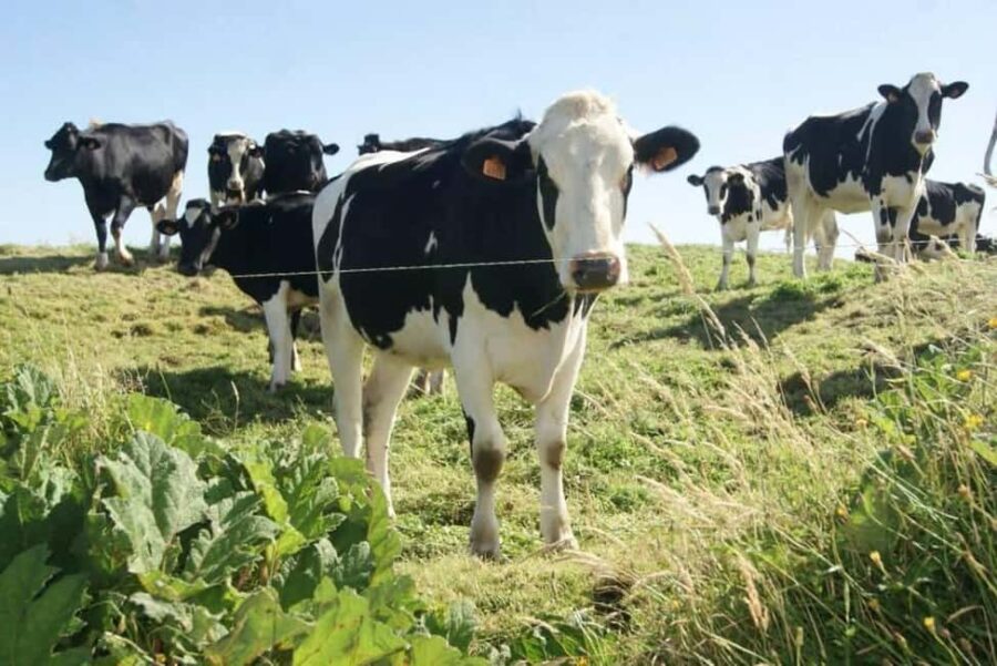 Seven Cities and Lagoa do Fogo Full-Day Tour - Discovering Ribeira Grande’s Charm and Historical Architecture