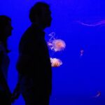 Seville Aquarium Admission Ticket - How the Skip-the-Line Ticket Enhances Your Visit