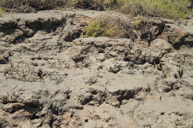 Short boat trip of the Algarve's Ria Formosa lagoon from Faro: 1 hour - Starting Point at Faro’s Nautical Club for Easy Access