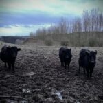 Shropshire: Meet the Mini Moos Cow Cuddling Experience - Visiting Broseleys Mini Moos: An Up-Close Cattle Encounter