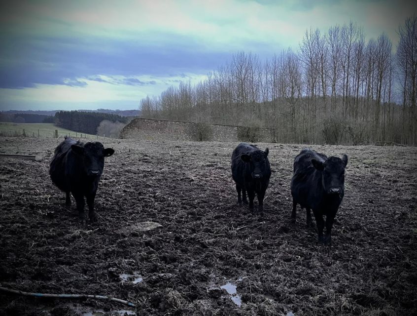 Shropshire: Meet the Mini Moos Cow Cuddling Experience - Visiting Broseleys Mini Moos: An Up-Close Cattle Encounter