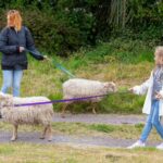 Shropshire: Sheep Trek with the Smallest Sheep in the World - The Unique Setting of Frankly Farm in Shropshire