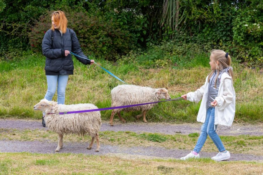 Shropshire: Sheep Trek with the Smallest Sheep in the World - The Unique Setting of Frankly Farm in Shropshire