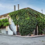 Sicilian Soul: Winery Tour, Wine & Food Tasting in Catania - Exploring the Historic Palmento at Tenuta del Gelso