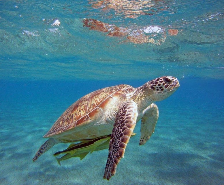 Side: Alanya Boat Tour to the Cleopatra Beach & Hidden Bays - Departure and Transportation Logistics in Side