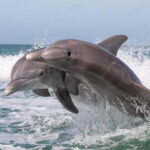 Side Dolphin Island Boat Cruise with Lunch & Drinks - Starting Point and Transportation from Side