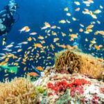 Side: Scuba Diving Tour Journey To The Depths Of The Blue - Convenient Pickup and Local Logistics in Side