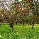 Side:Green Lake Mix Tour - A Day of Nature History & Culture - Exploring Oymapinar Dam and Green Canyon Views