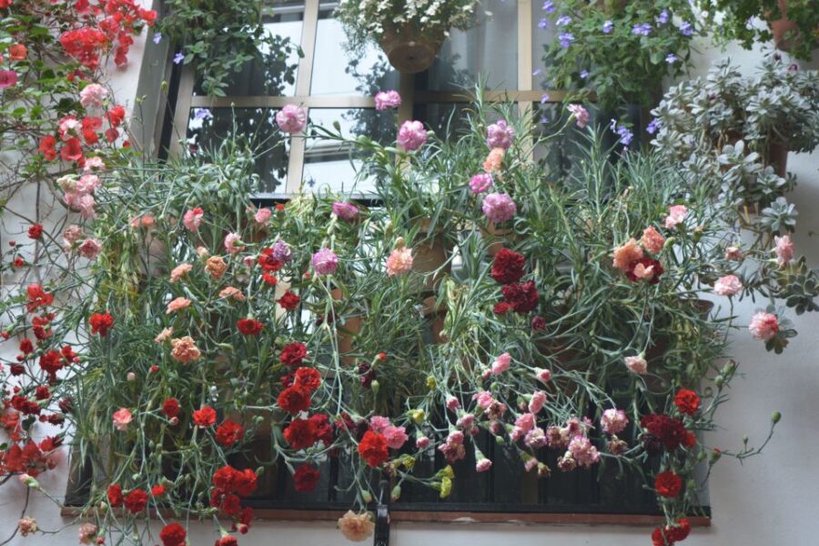 Sights, Sounds, and Scents of Córdoba's Patios - Starting Point at the Monumento a Manolete