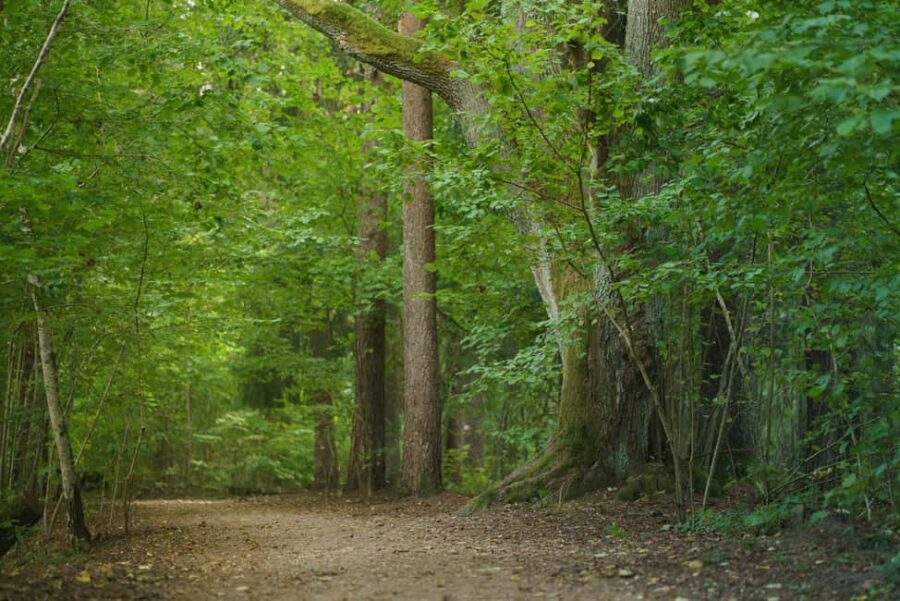 Sigulda: Walk in Gauja National Park with Photoghrapher - From Riga to Sigulda’s Old Castles and Forest Trails