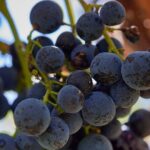 Simple Visit to Discover the Domaine d'Arton - Discover the Estate’s Rich History and Vines