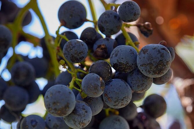 Simple Visit to Discover the Domaine d'Arton - Discover the Estate’s Rich History and Vines