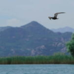 Skadar Lake: 4-Hour Guided tours on Kayak - Entering Skadar Lake via the Moraca River