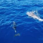 Skiathos private tours :Sailing day with lunch on board, - Board the Luxurious Rainbow Yacht for a Personalized Sailing Adventure