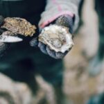 Skibby: Oyster and Blue Mussel Foraging Experience - Foraging Along Denmark’s Rugged Coastline