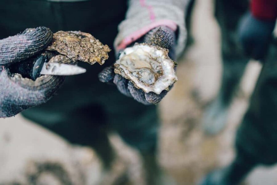 Skibby: Oyster and Blue Mussel Foraging Experience - Foraging Along Denmark’s Rugged Coastline
