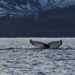 Skjervøy: Whale and Orca Watching Tour by RIB Boat - What to Expect During the Whale-Watching Trip