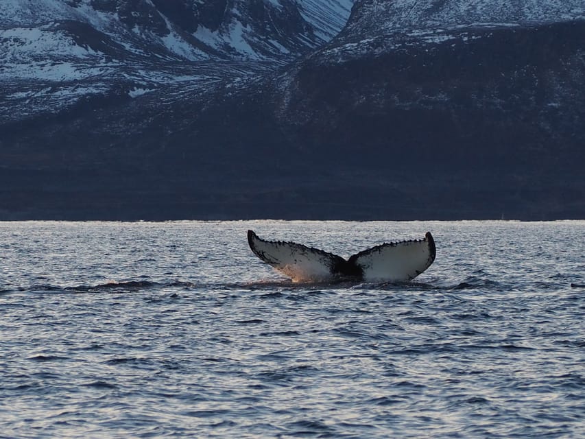 Skjervøy: Whale and Orca Watching Tour by RIB Boat - What to Expect During the Whale-Watching Trip