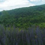 Skopje to Tetovo, Mavrovo & John Bigorski Opt Ohrid day tour - Exploring Tetovo and the Painted Mosque