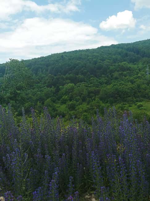 Skopje to Tetovo, Mavrovo & John Bigorski Opt Ohrid day tour - Exploring Tetovo and the Painted Mosque