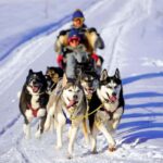 SLED DOG TOUR AND KENNEL VISIT & WITH OVERNIGHT STAY - The 1.5 km Sled Dog Ride Through Tartu County