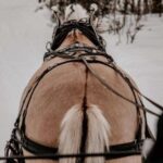 sleigh ride and dining experience - Guided by Local Experts with a Warm Heart