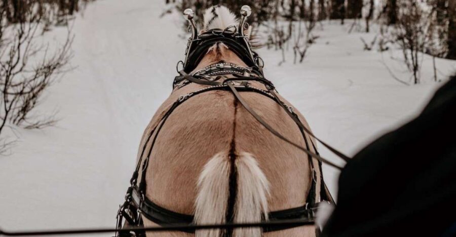 sleigh ride and dining experience - Guided by Local Experts with a Warm Heart