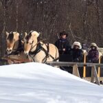 Sleigh Ride w/ snacks - Experience Arctic Farm Life - The Sleigh Ride: Norwegian Fjord Horses in Action