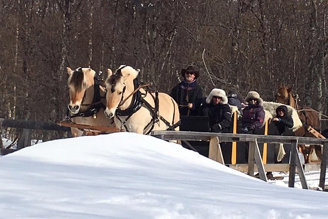 Sleigh Ride w/ snacks - Experience Arctic Farm Life - The Sleigh Ride: Norwegian Fjord Horses in Action