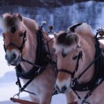 Sleigh Ride w/ Tapas Meal - Experience Arctic Farm Life - The Horse-Drawn Sleigh Ride Through Mathisdalen