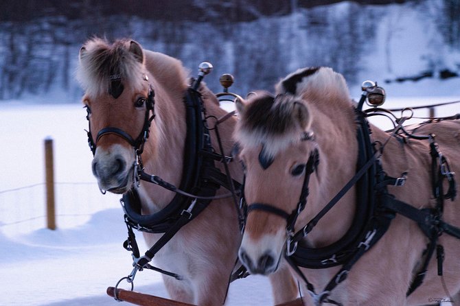 Sleigh Ride w/ Tapas Meal - Experience Arctic Farm Life - The Horse-Drawn Sleigh Ride Through Mathisdalen