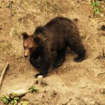 Small-Group Brown Bear-Watching Experience from Brasov - Guide Expertise and Group Size Benefits
