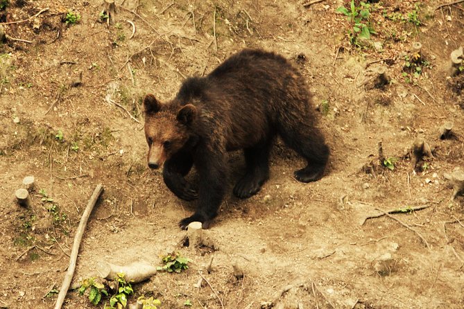 Small-Group Brown Bear-Watching Experience from Brasov - Guide Expertise and Group Size Benefits