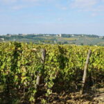 SMALL GROUP Chianti 2 wineries & meat feast @ Dario Cecchini - Visiting Grape Tours in Florence