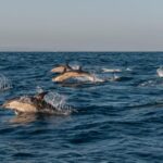 (Small Group) Dolphin & Marine Wildlife Watching Tour - Exploring Ria Formosa and Its Islands