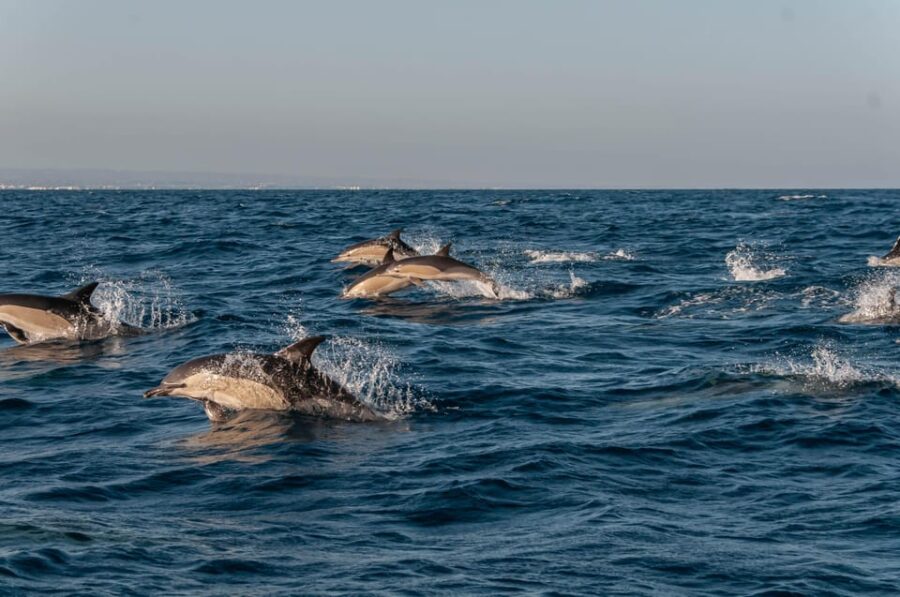 (Small Group) Dolphin & Marine Wildlife Watching Tour - Exploring Ria Formosa and Its Islands