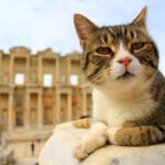 Small Group Ephesus Tour From Izmir - Exploring the Ancient City of Ephesus