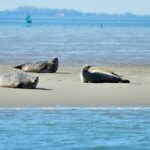 Small Group Half Day Seal Safari at UNESCO Site Waddensea from Amsterdam - From Amsterdam to the UNESCO Waddensea: Easy Private Transfers